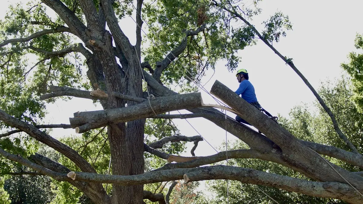 Professional Crown Thinning performed by certified arborists in Shubert